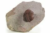 Red Morocops Trilobite - Hmar Laghdad, Morocco #329731-1
